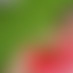 Étoile_29, Une femme, 32 ans, Momignies (2)